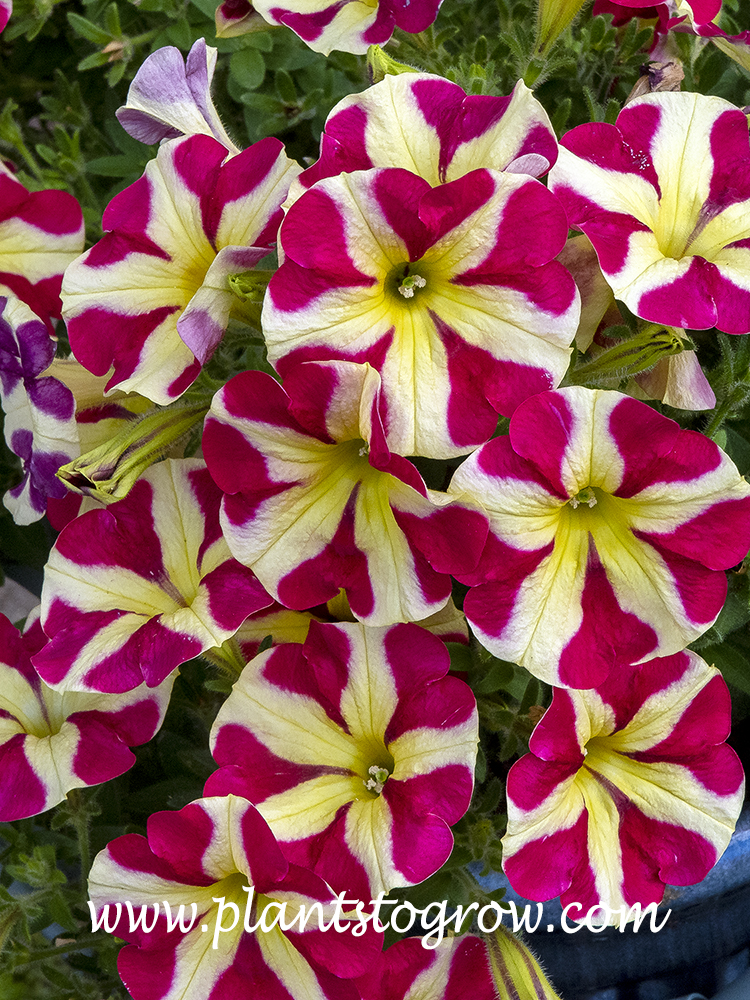 Petunia Queen of Hearts (Petunia) 
Look between two of the yellow stripes and you will see the red heart .